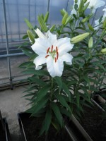 [1821 Sheila HLC TL No02.JPG]